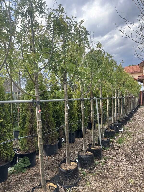 Рябина смешанная Додонг (Sorbus commixta 'Dodong')