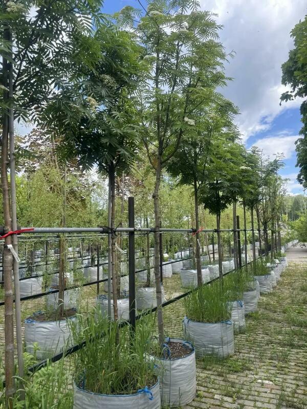 Рябина смешанная Додонг (Sorbus commixta 'Dodong')