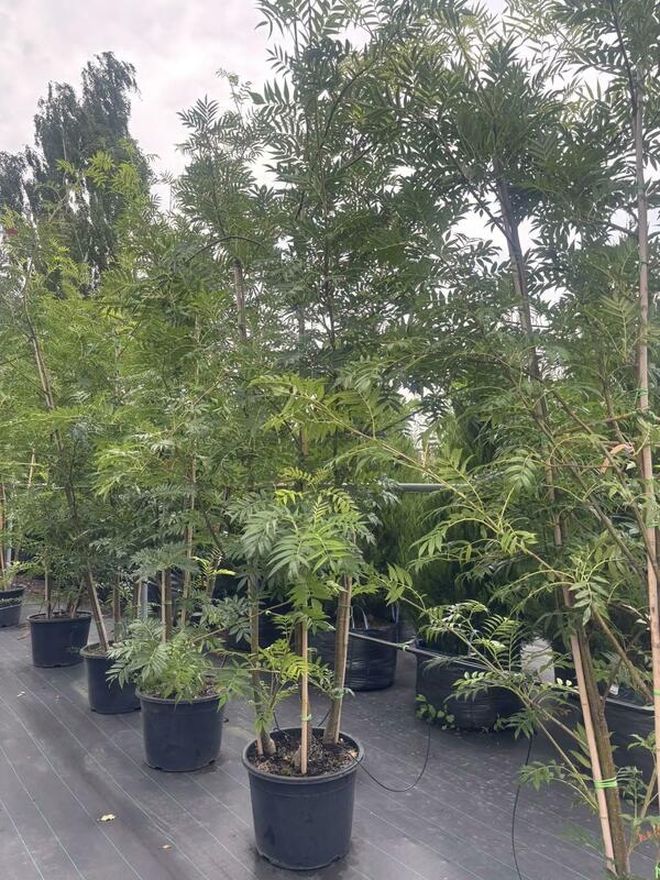 Рябина смешанная Додонг (Sorbus commixta 'Dodong')