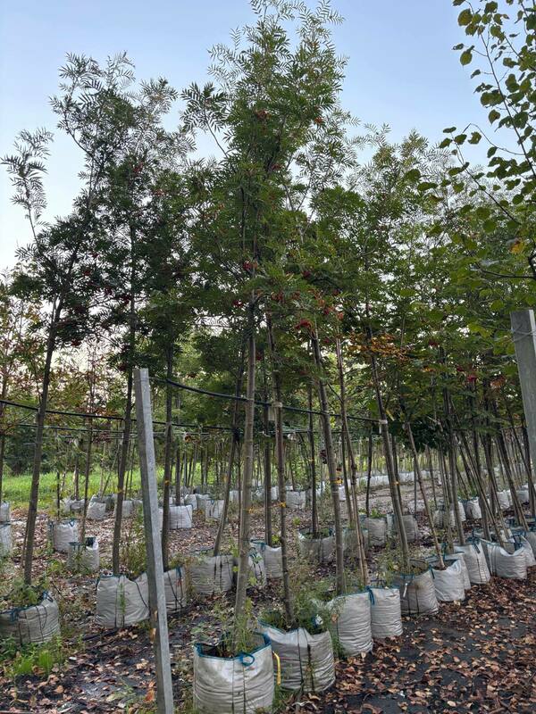 Рябина смешанная Додонг (Sorbus commixta 'Dodong')