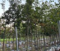 Рябина смешанная Додонг (Sorbus commixta 'Dodong')