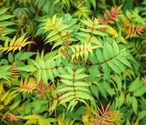 Рябинник рябинолистный Сэм (Sorbaria sorbifolia 'Sem')