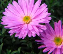 Астра кустарниковая Розенвихтель (Symphyotrichum dumosum 'Rosenwichtel')