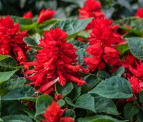 Сальвия блестящая (Salvia splendens) в ассортименте