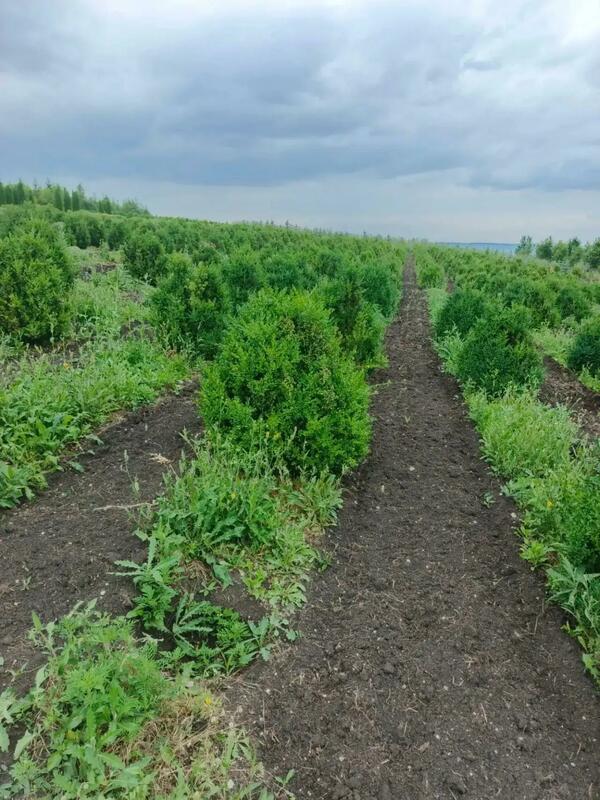 Самшит вечнозеленый (Buxus sempervirens)