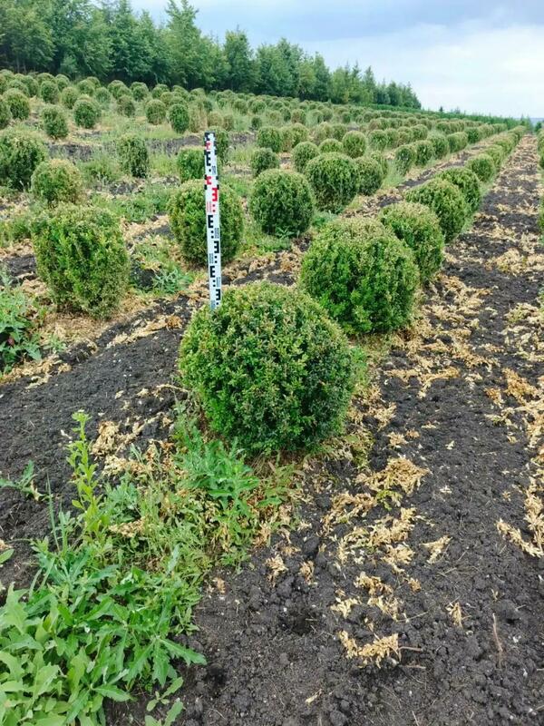 Самшит вечнозеленый (Buxus sempervirens)