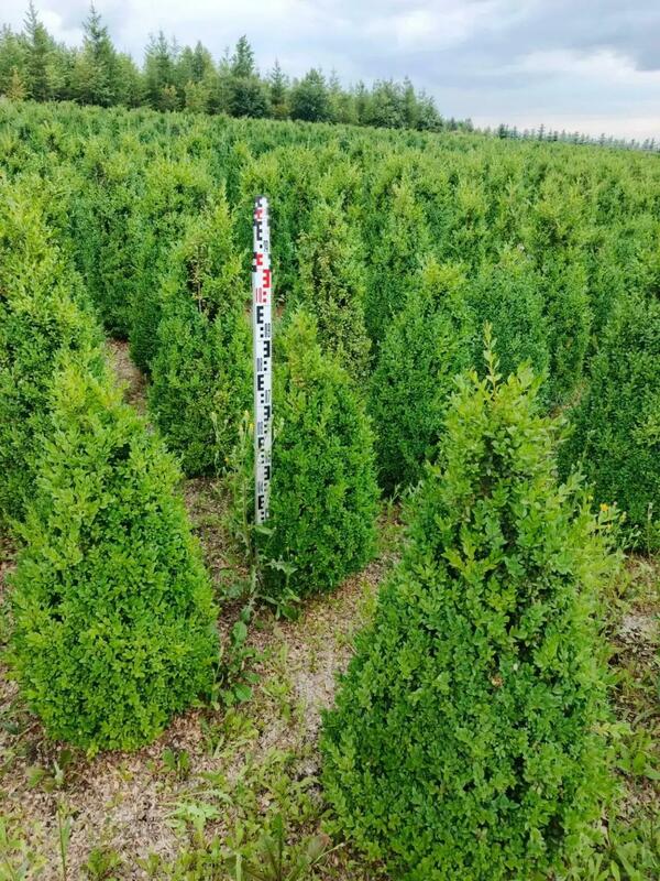 Самшит вечнозеленый (Buxus sempervirens)