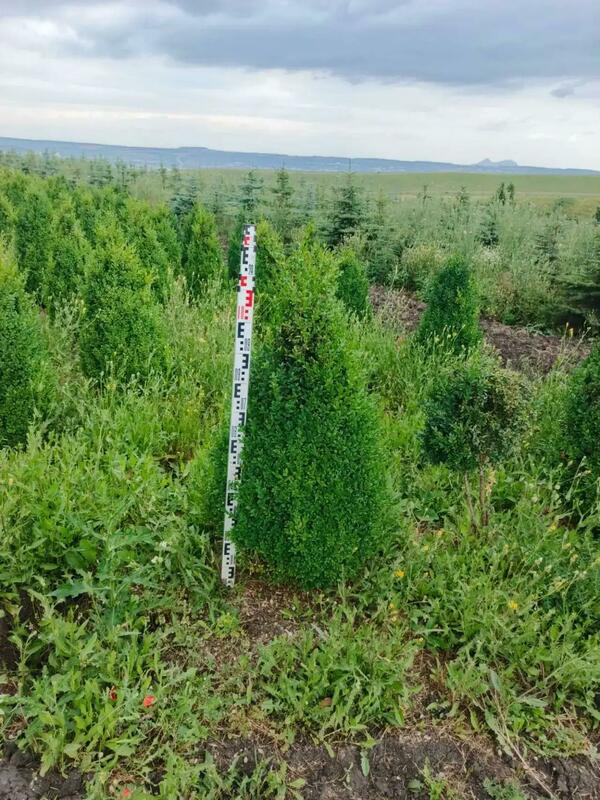 Самшит вечнозеленый (Buxus sempervirens)