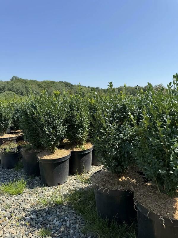Самшит вечнозеленый (Buxus sempervirens)