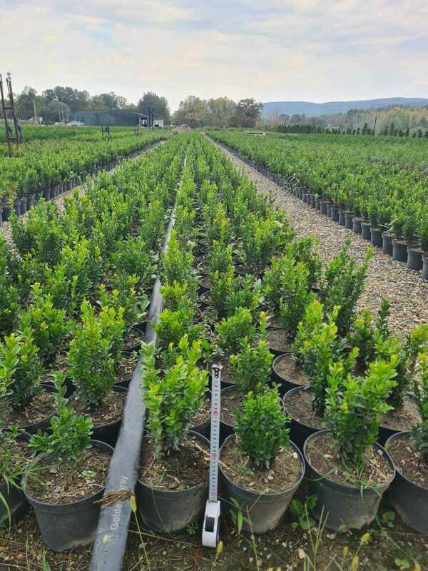 Самшит вечнозеленый (Buxus sempervirens)