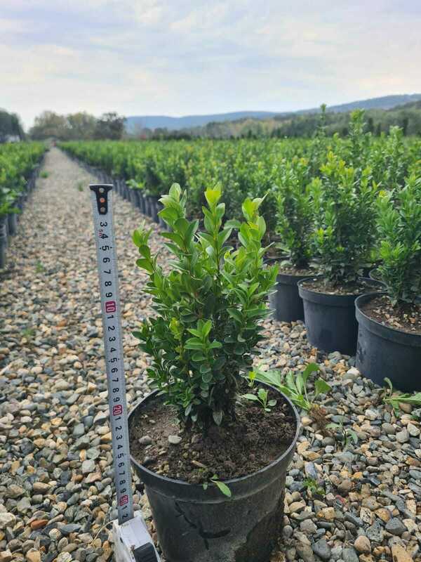 Самшит вечнозеленый (Buxus sempervirens)