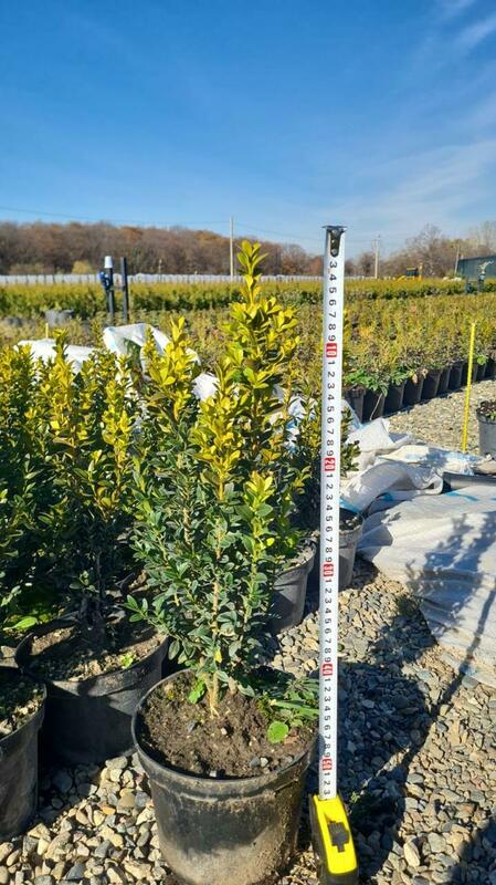 Самшит вечнозеленый (Buxus sempervirens)