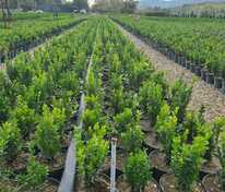 Самшит вечнозеленый (Buxus sempervirens)