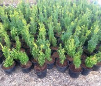 Самшит вечнозеленый (Buxus sempervirens)