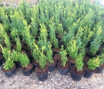 Самшит вечнозеленый "Buxus"