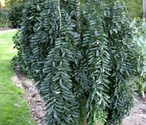 Софора японская Пендула (Styphnolobium japonicum 'Pendula')