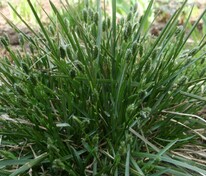 Сеслерия голубая (Sesleria caerulea)