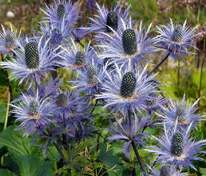 Синеголовник альпийский Блю Стар (Eryngium alpinum 'Blue Star')