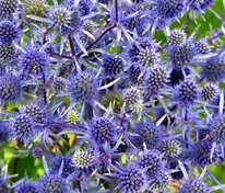 Синеголовник плосколистный (Eryngium planum)