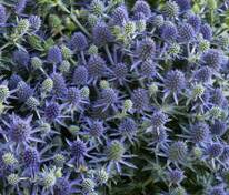 Синеголовник плосколистный Блауэр Цверг (Eryngium planum 'Blauer Zwerg')