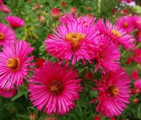 Астра новоанглийская Анденкен ан Алма (Symphyotrichum novae-angliae 'Andenken an Alma Pötschke')