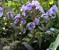 Синюха голубая Хэвен Сент (Polemonium caeruleum 'Heaven Scent')