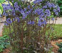 Синюха иезонская Пёрпл Рейн (Polemonium yezoense 'Purple Rain')