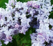 Сирень Небо Москвы (Syringa vulgaris 'Nebo Moskvy')