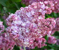 Сирень Память о Вехове (Syringa vulgaris 'Pamyat o Vekhove')