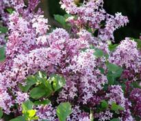 Сирень Мейера Палибин (Syringa meyeri 'Palibin')