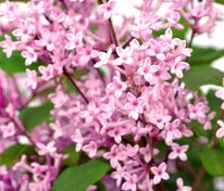 Сирень Мейера Пинк Парфюм (Syringa meyeri 'Pink Perfume')