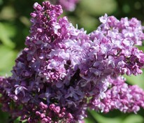 Сирень обыкновенная Изобилие (Syringa vulgaris 'Izobilie')