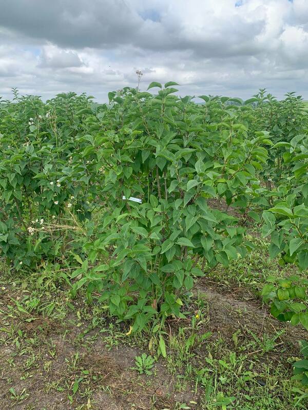 Сирень обыкновенная Красавица Москвы (Syringa vulgaris 'Krasavitsa Moskvy')