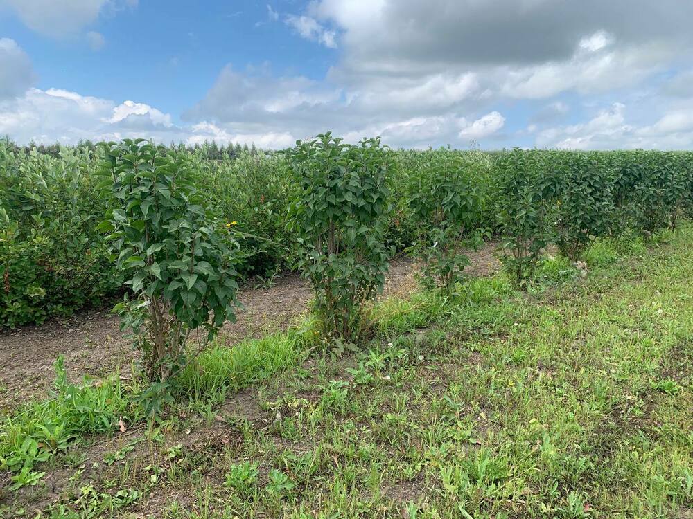 Сирень обыкновенная Красавица Москвы (Syringa vulgaris 'Krasavitsa Moskvy')