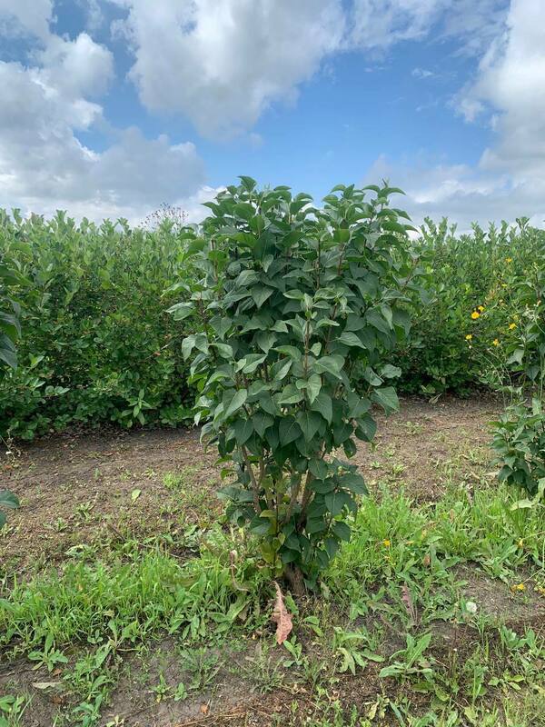 Сирень обыкновенная Красавица Москвы (Syringa vulgaris 'Krasavitsa Moskvy')