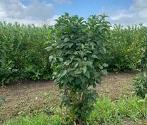 Сирень обыкновенная Красавица Москвы (Syringa vulgaris 'Krasavitsa Moskvy')