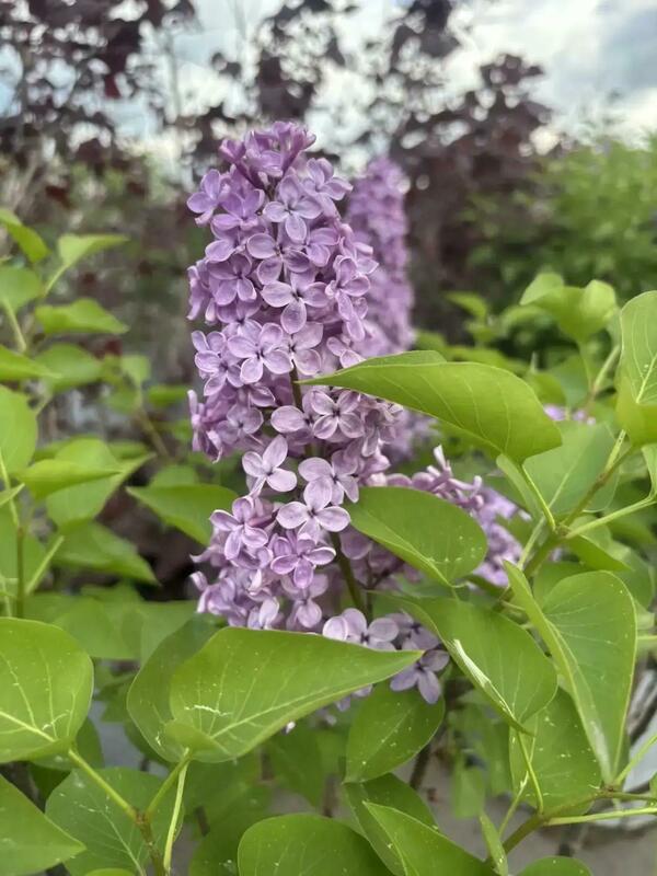 Сирень обыкновенная Людвиг Шпет (Syringa vulgaris 'Andenken an Ludwig Sp&auml;th')