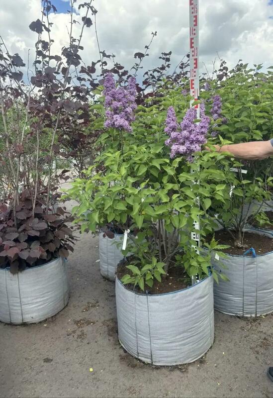 Сирень обыкновенная Людвиг Шпет (Syringa vulgaris 'Andenken an Ludwig Sp&auml;th')