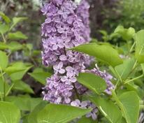 Сирень обыкновенная Людвиг Шпет (Syringa vulgaris 'Andenken an Ludwig Späth')