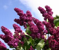 Сирень обыкновенная Людвиг Шпет (Syringa vulgaris 'Andenken an Ludwig Späth')