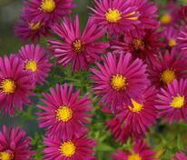 Астра новобельгийская Кримсон Брокейд (Symphyotrichum novi-belgii 'Crimson Brocade')