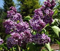 Сирень обыкновенная Сенсация (Syringa vulgaris 'Sensation')