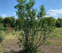 Сирень обыкновенная Чарльз Джоли (Syringa vulgaris 'Charles Joly')
