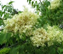 Сирень пекинская (Syringa pekinensis)