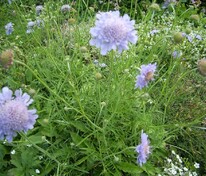 Скабиоза голубиная (Scabiosa columbaria)