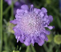 Скабиоза голубиная Марипоса Блю (Scabiosa columbaria 'Mariposa Blue')