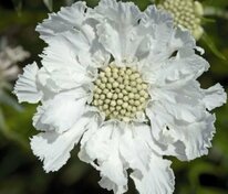 Скабиоза кавказская Фама Уайт (Scabiosa caucasica 'Fama White')