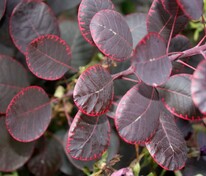 Скумпия кожевенная Роял Пёрпл (Cotinus coggygria 'Royal Purple')