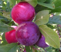 Слива китайская Аленушка (Prunus salicina 'Alenushka')