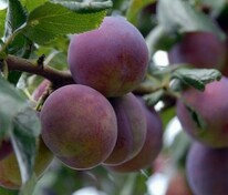 Слива домашняя Болховчанка (Prunus domestica 'Bolkhovchanka')